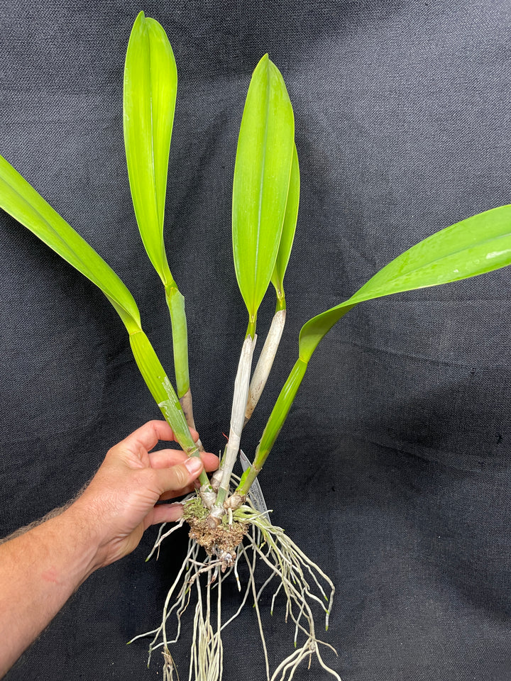 C. warscewiczii alba `Alado&