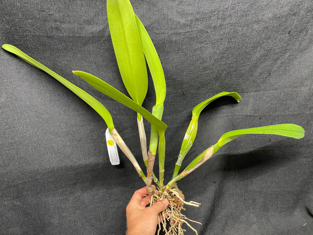 C. warscewiczii alba `Karen&