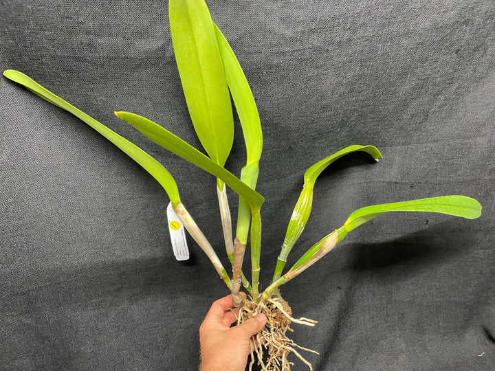 C. warscewiczii alba `Karen&