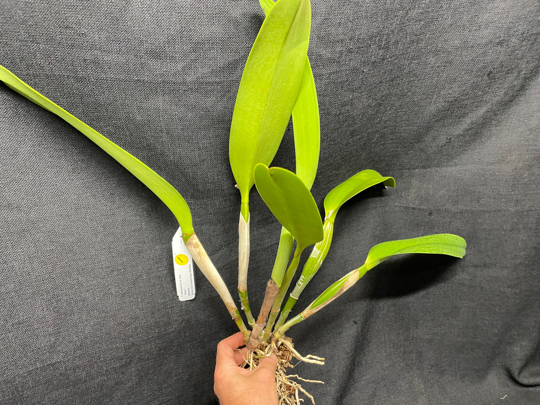 C. warscewiczii alba `Karen&