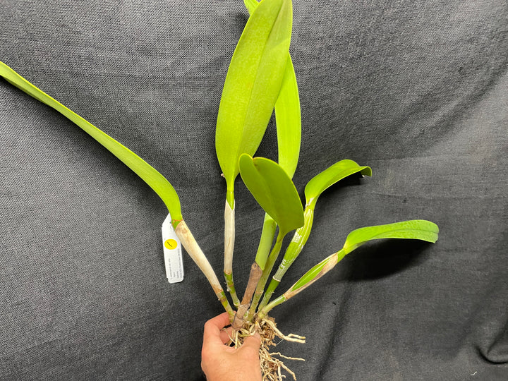 C. warscewiczii alba `Karen&