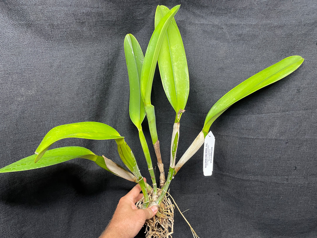 C. warscewiczii alba `Karen&