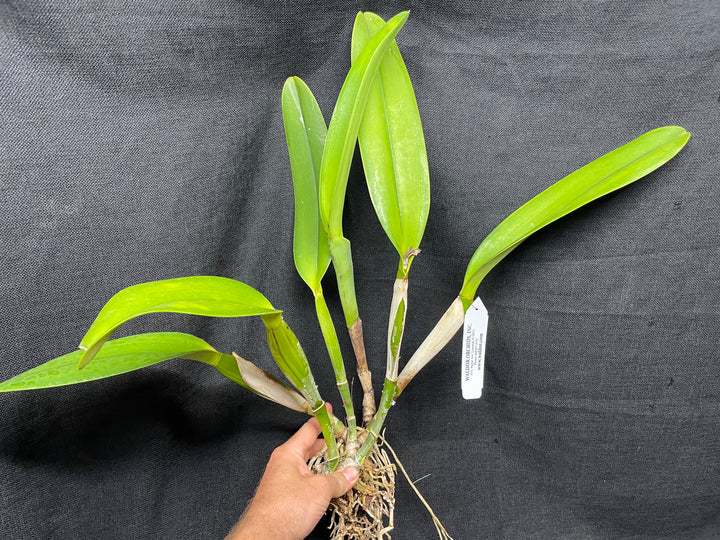 C. warscewiczii alba `Karen&
