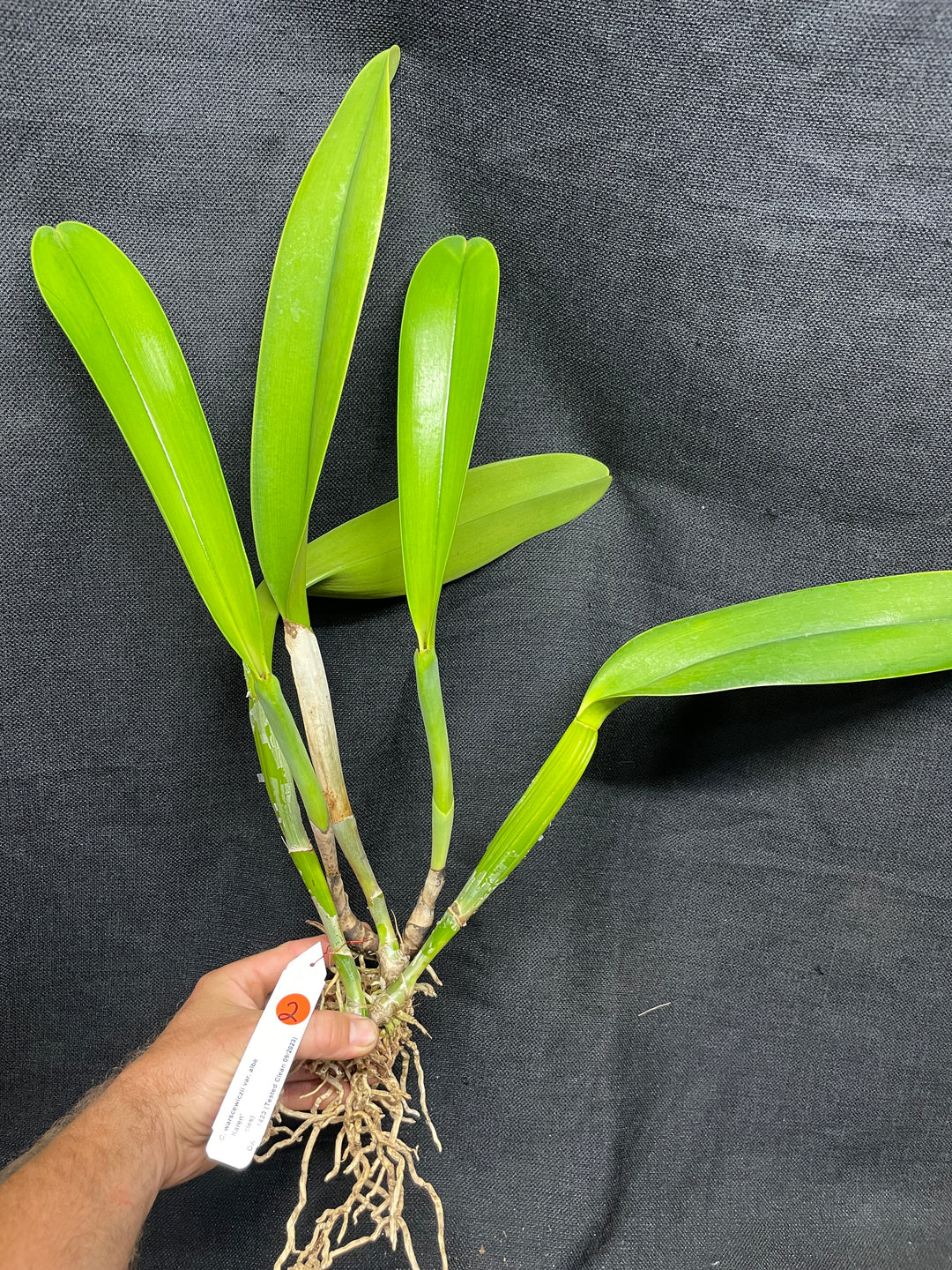 C. warscewiczii alba `Karen&