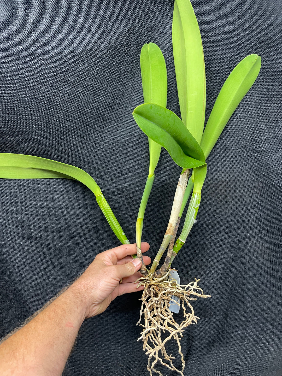 C. warscewiczii alba `Karen&