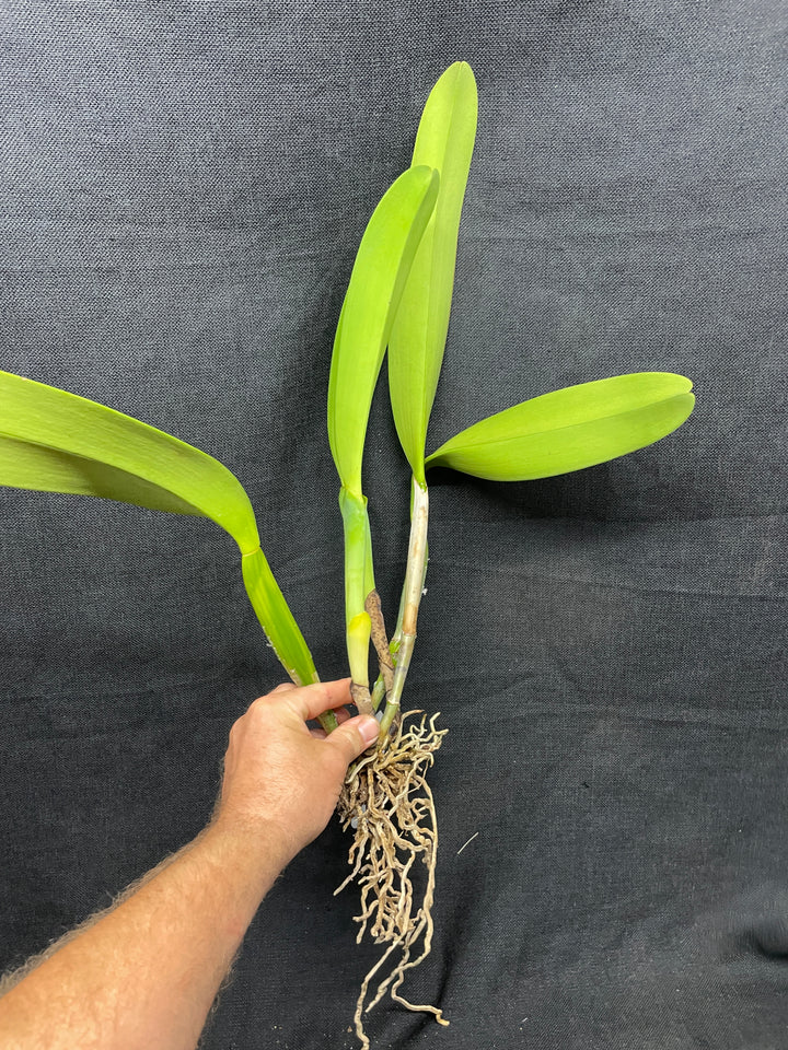 C. warscewiczii alba `Karen&