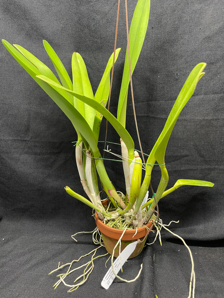 C. warscewiczii semi-alba `Trading Spaces&