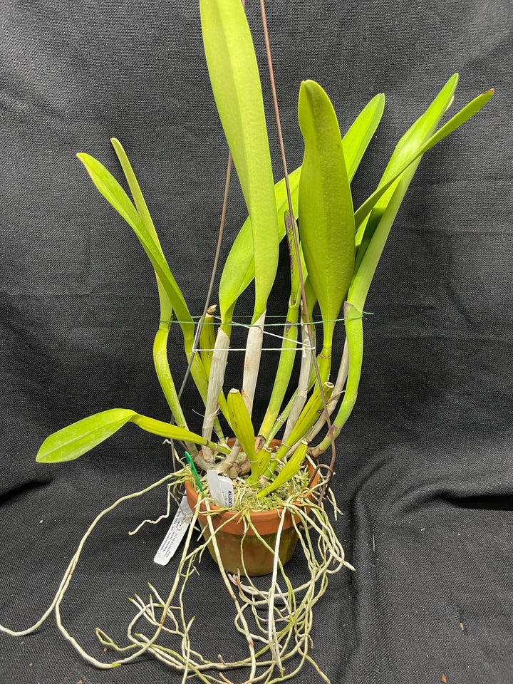 C. warscewiczii semi-alba `Trading Spaces&