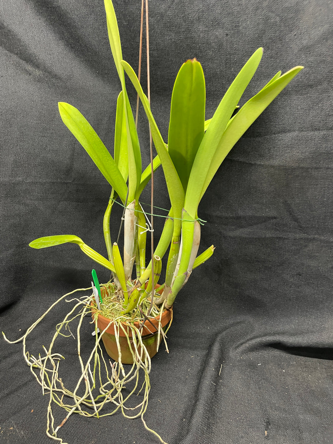 C. warscewiczii semi-alba `Trading Spaces&