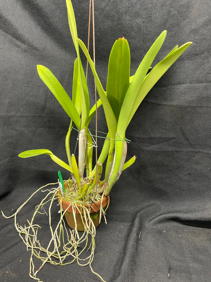 C. warscewiczii semi-alba `Trading Spaces&