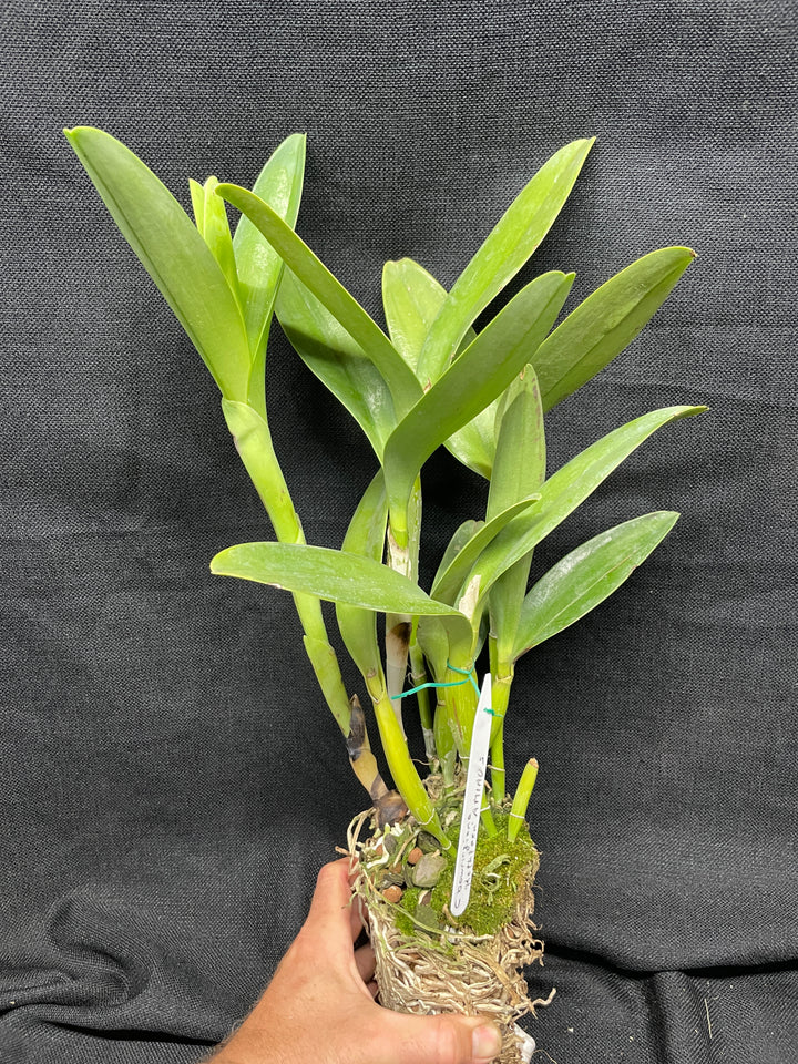 C. bowringiana `Kathleen&