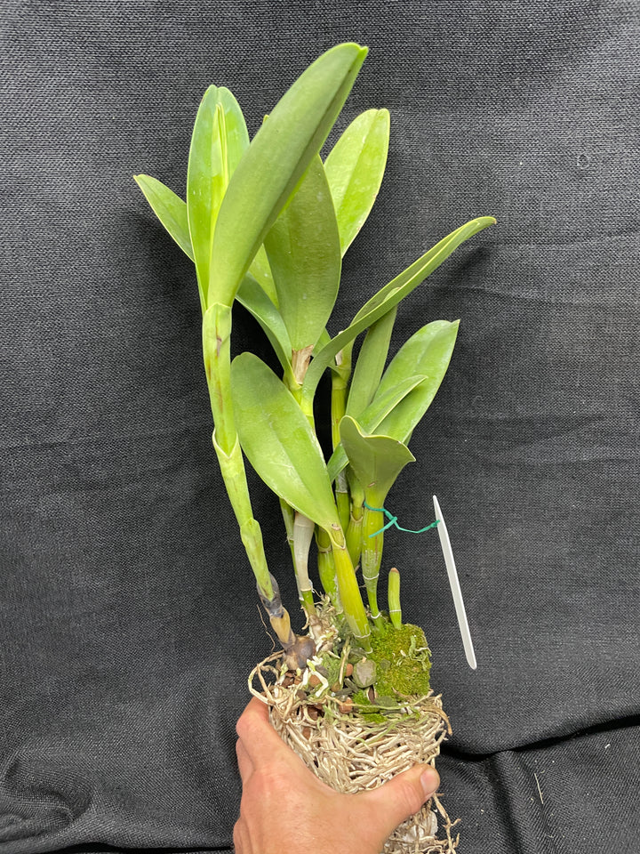 C. bowringiana `Kathleen&