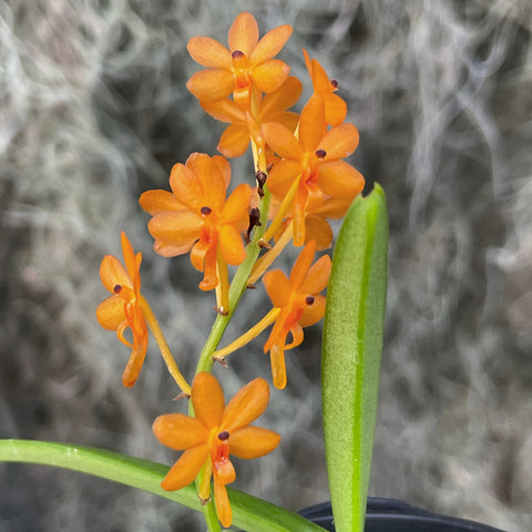 Asctm. miniatum Miniature Orchid Species 2"  Pot