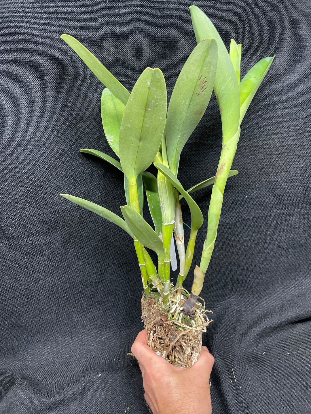 C. bowringiana `Kathleen&