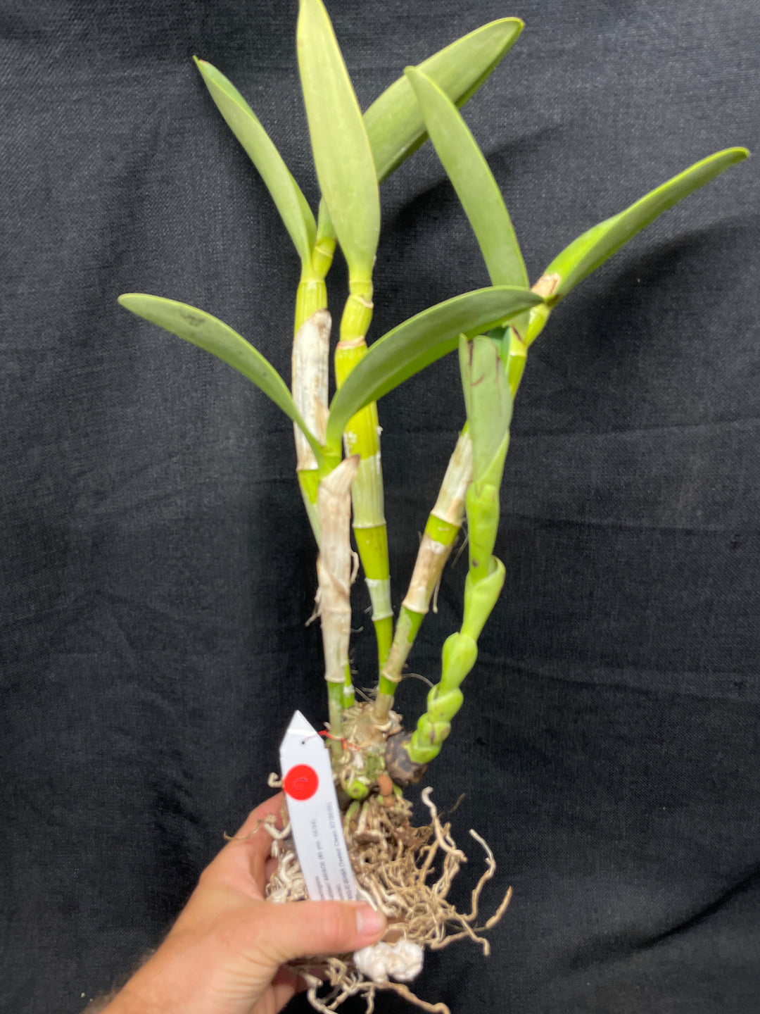 C. bowringiana `Kathleen&