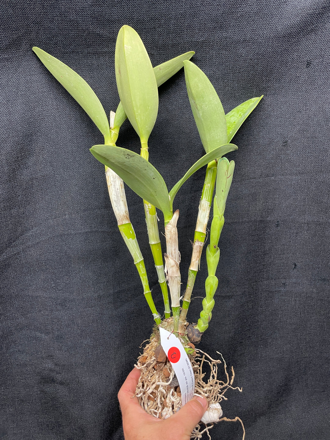 C. bowringiana `Kathleen&