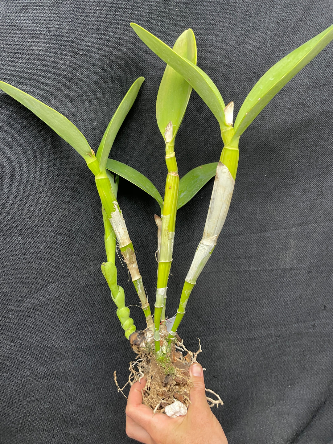 C. bowringiana `Kathleen&