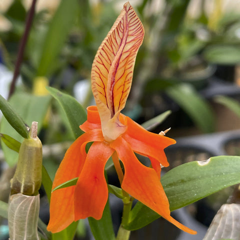 书房。 farmeri petaloid album `Hsinying' AM/AOS 2.5" Pot Dendrobium