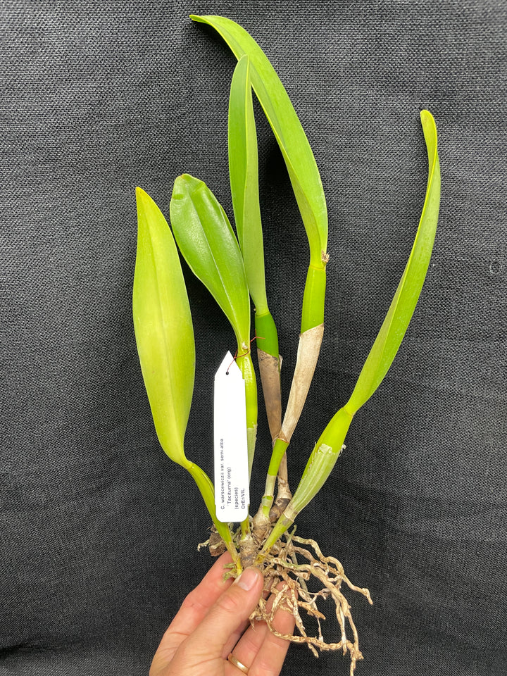C. warscewiczii semi-alba `Taciturna&