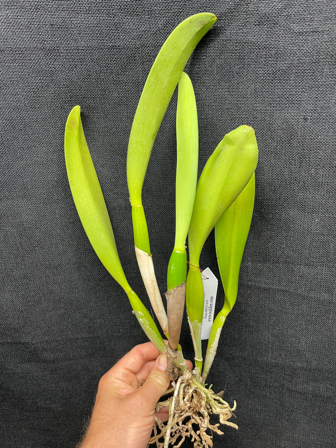 C. warscewiczii semi-alba `Taciturna&