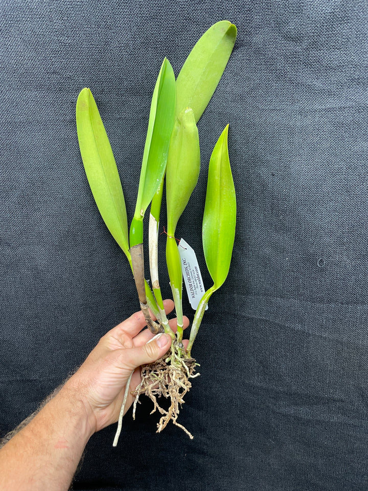 C. warscewiczii semi-alba `Taciturna&