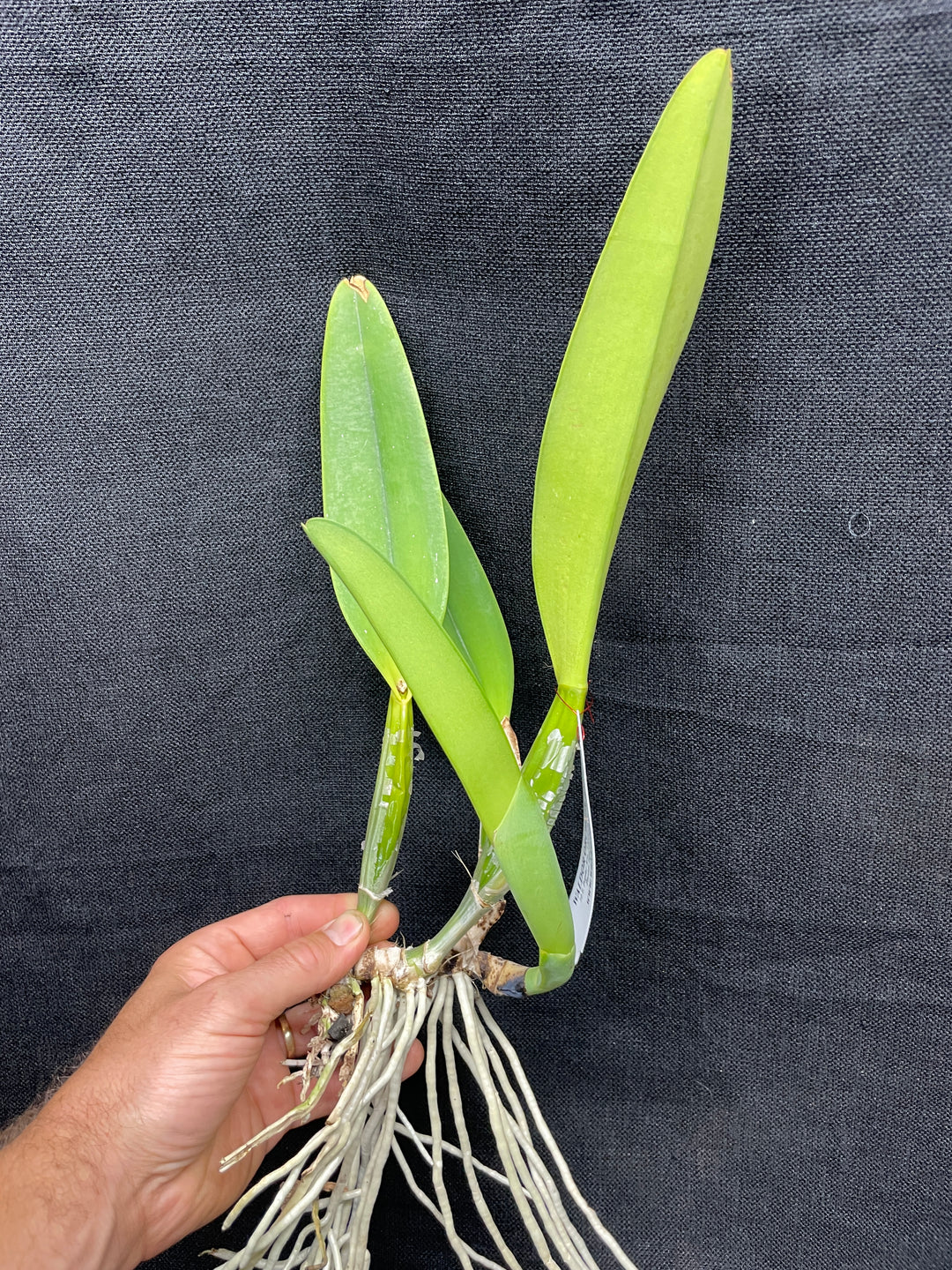 C. percivaliana `Mendenhall-Summit&
