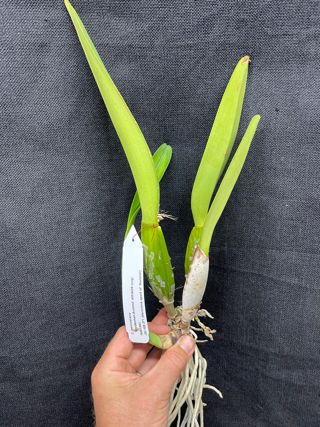 C. percivaliana `Mendenhall-Summit&