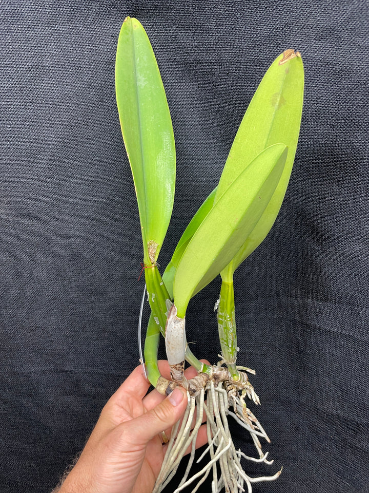 C. percivaliana `Mendenhall-Summit&