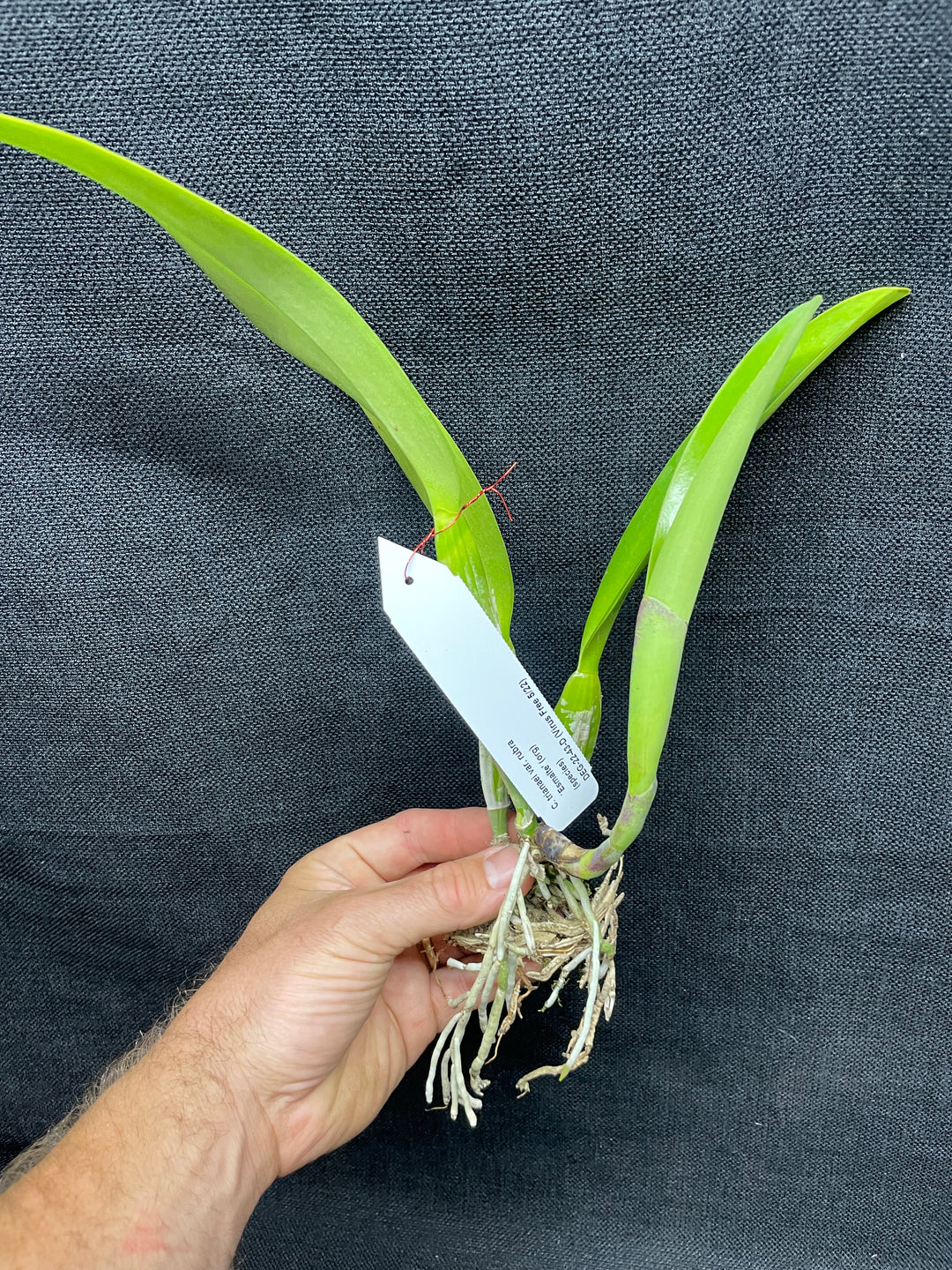 C. trianaei rubra `Esmalte&