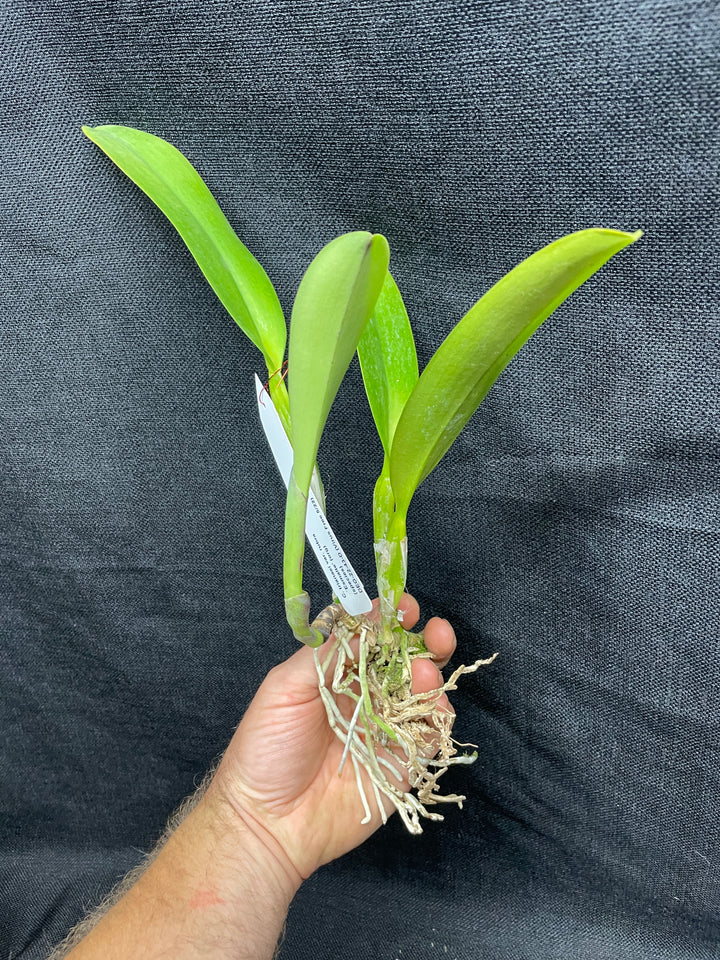 C. trianaei rubra `Esmalte&