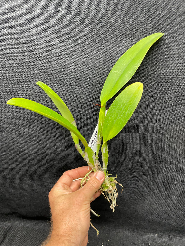 C. trianaei rubra `Esmalte&