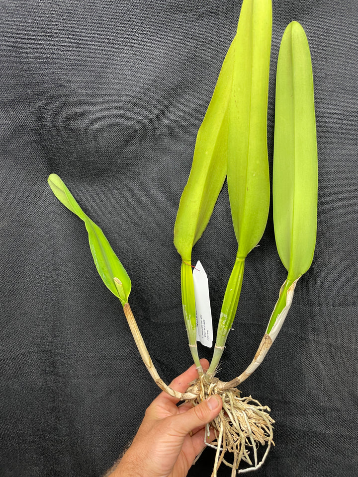 L. purpurata alba `Elias&
