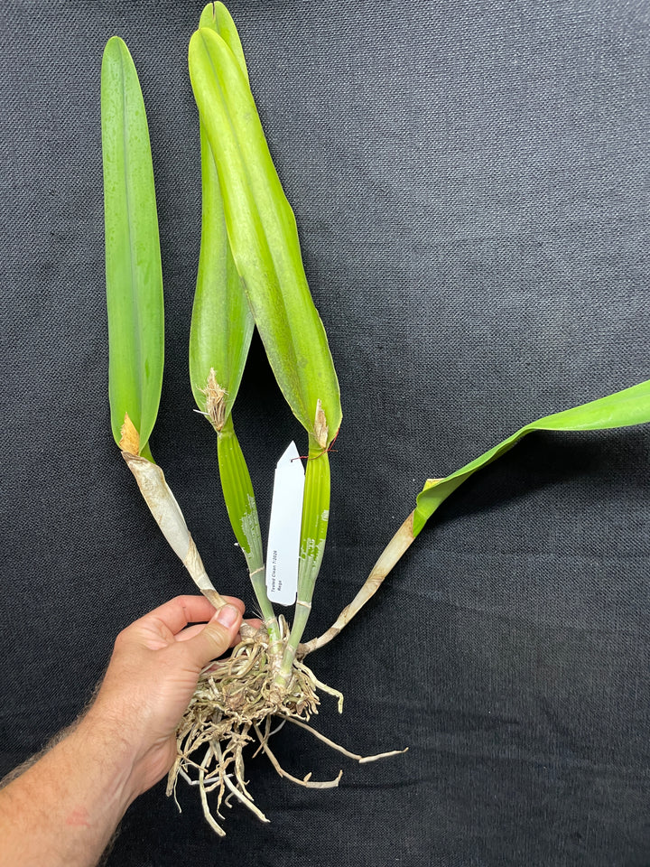 L. purpurata alba `Elias&
