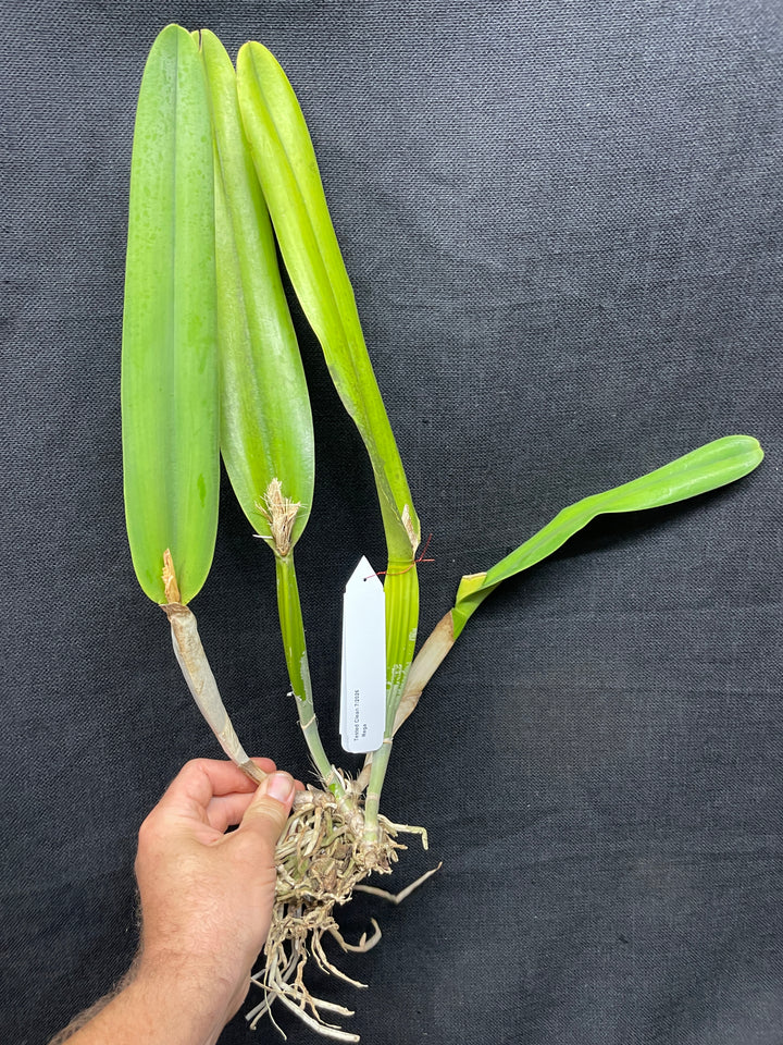 L. purpurata alba `Elias&