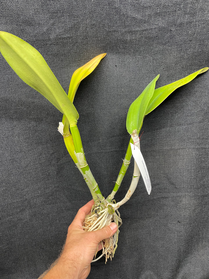 Blc. Western Princess `Waldor&