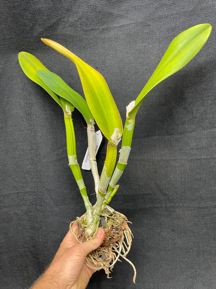 Blc. Western Princess `Waldor&