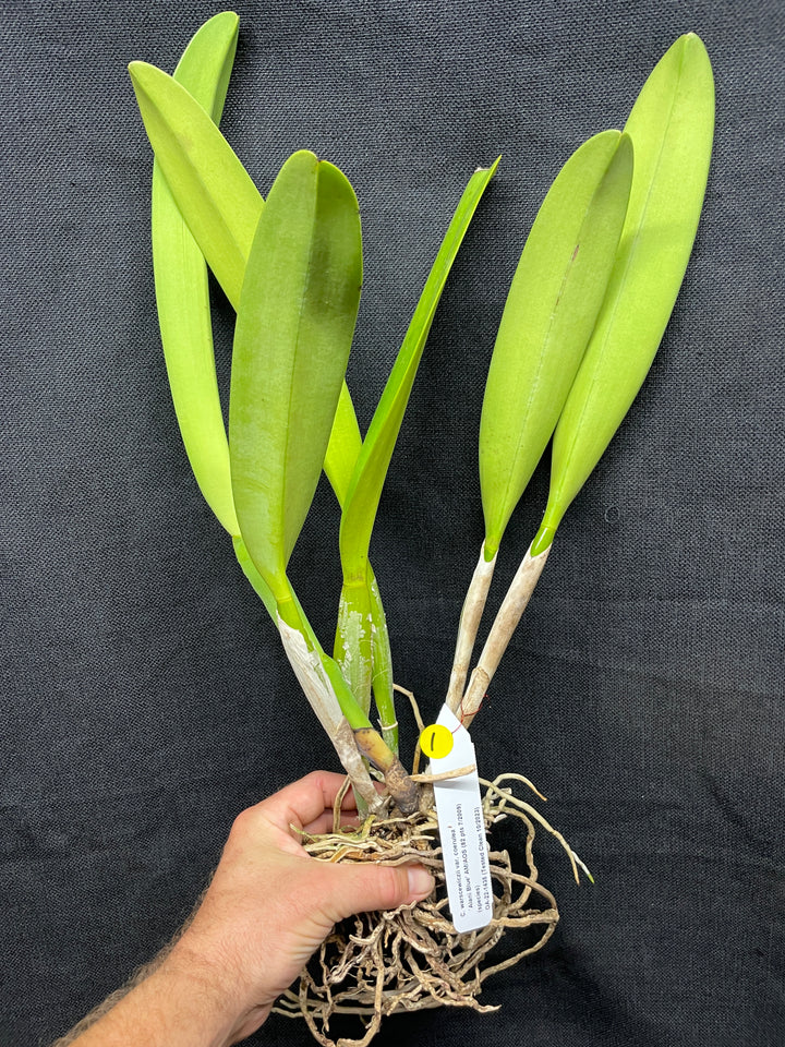 C. warscewiczii coerulea `Alani Blue&