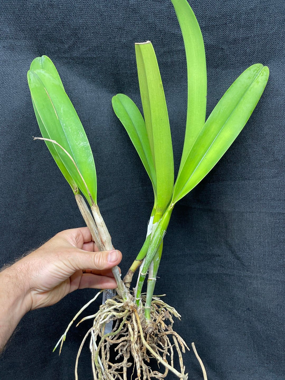C. warscewiczii coerulea `Alani Blue&