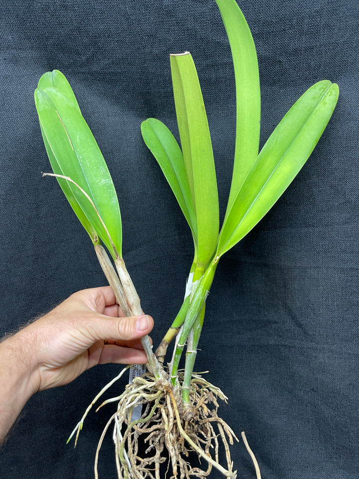 C. warscewiczii coerulea `Alani Blue&