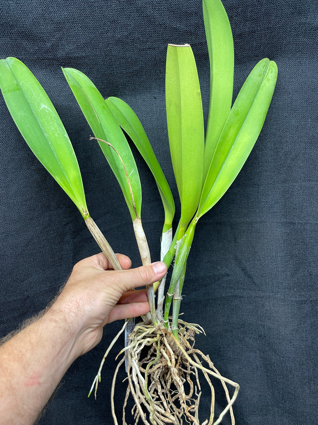 C. warscewiczii coerulea `Alani Blue&