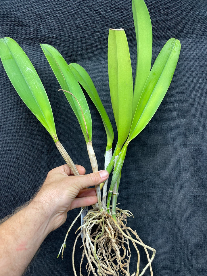 C. warscewiczii coerulea `Alani Blue&