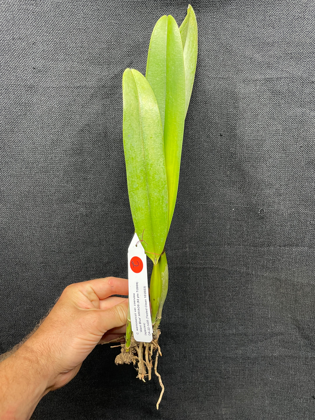 C. warscewiczii coerulea `Alani Blue&