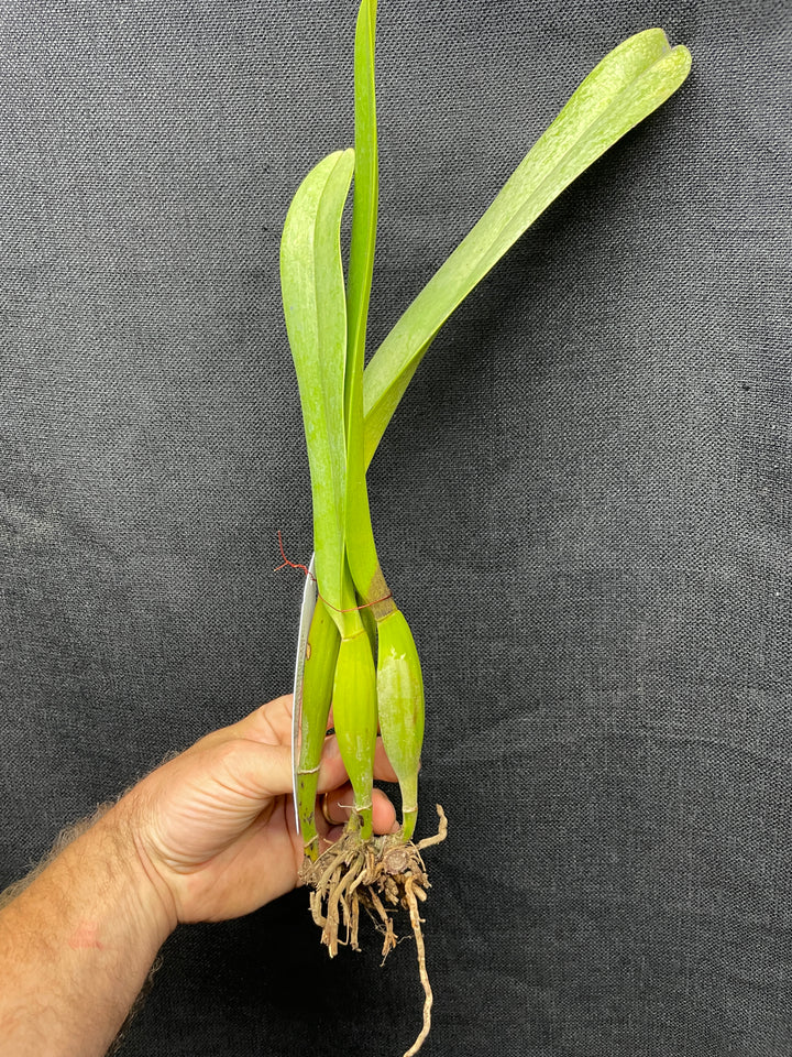 C. warscewiczii coerulea `Alani Blue&