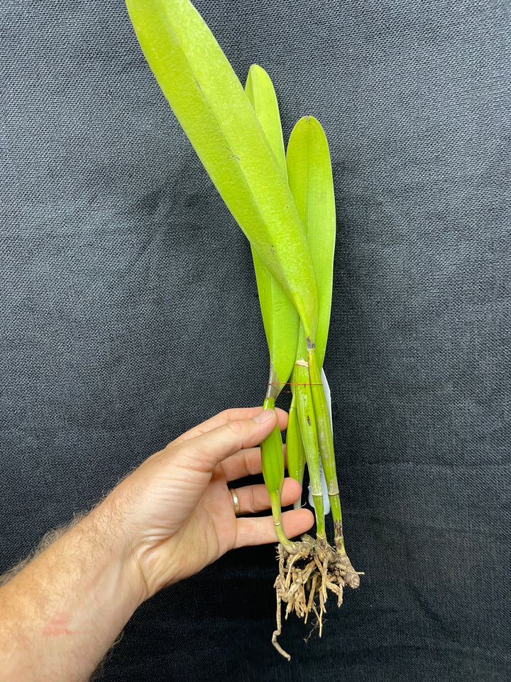C. warscewiczii coerulea `Alani Blue&