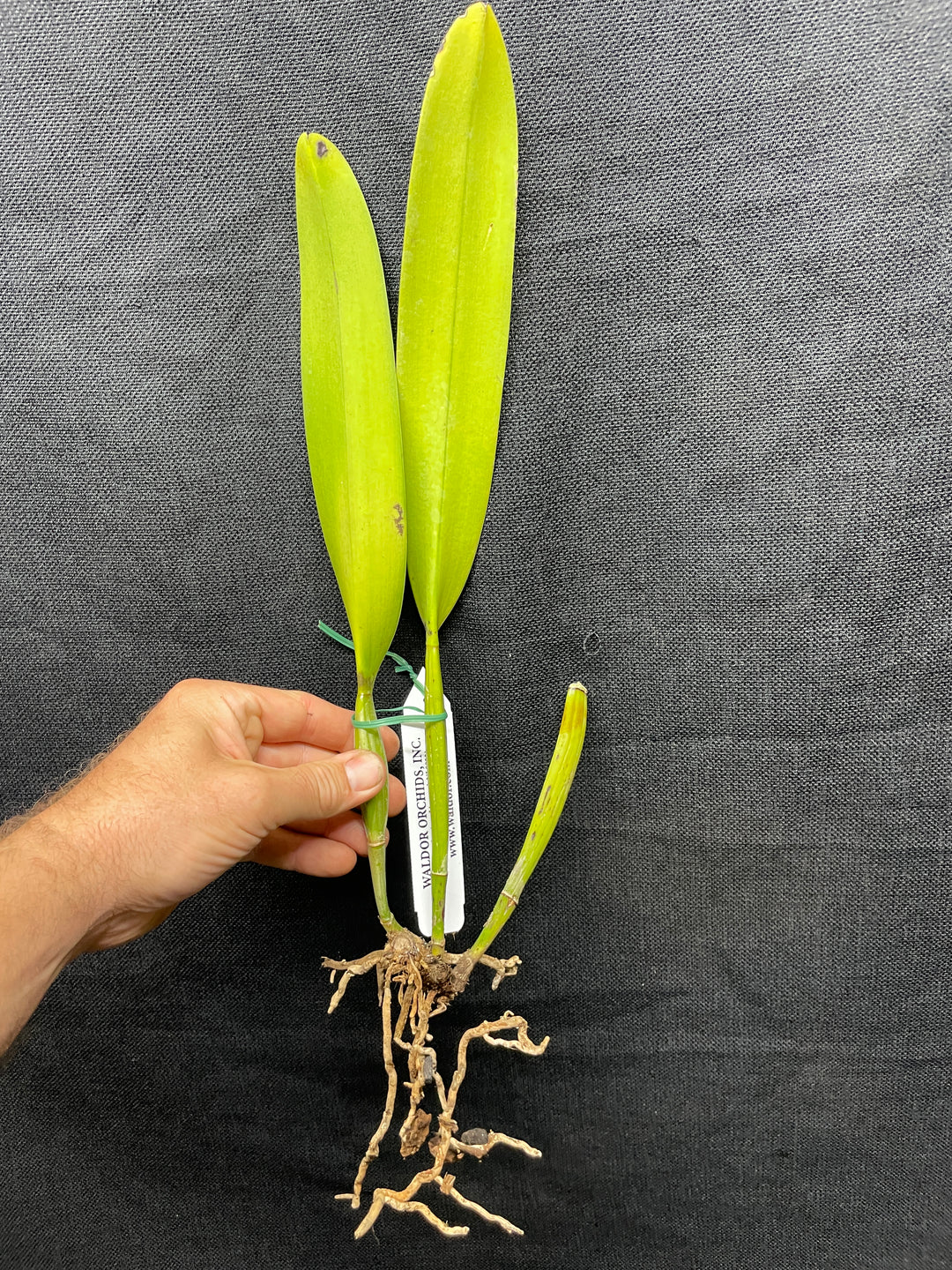C. warscewiczii coerulea `Alani Blue&