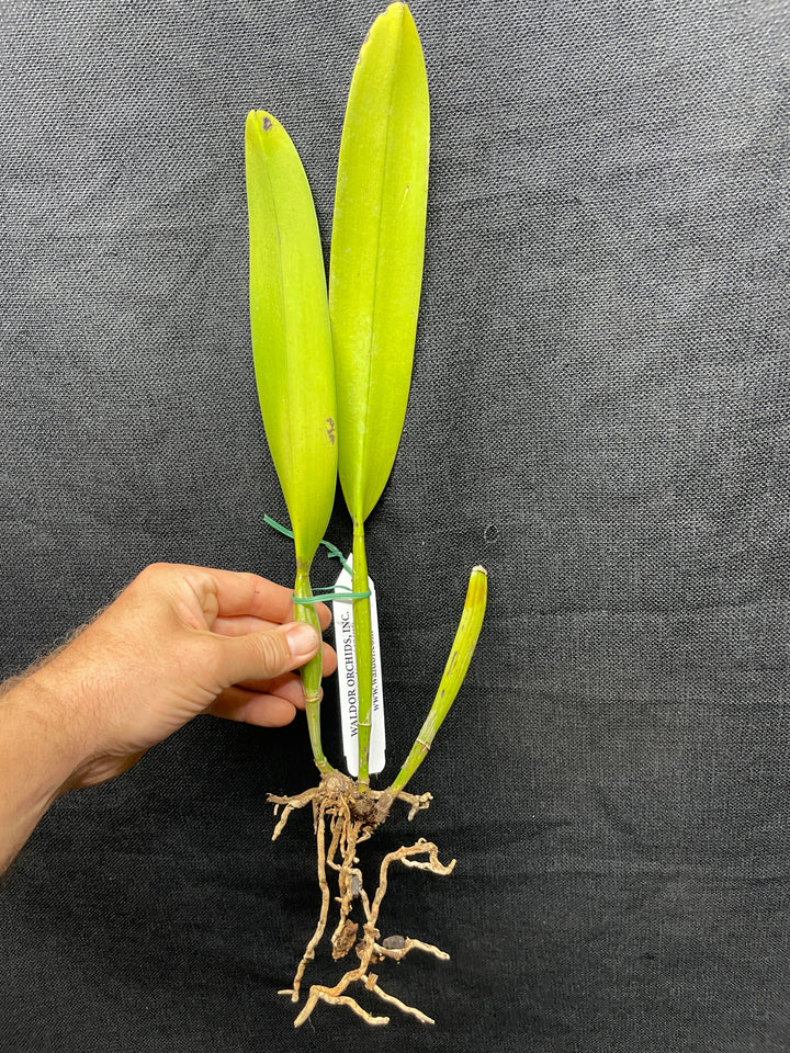 C. warscewiczii coerulea `Alani Blue&