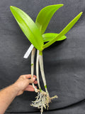 Blc. Lester McDonald `Kelly' AM/AOS Cattleya Orchid Plant DIV #1