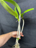 Blc. Lester McDonald `Kelly' AM/AOS Cattleya Orchid Plant DIV #1