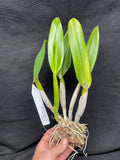 Slc. Paprika `True Spice' Original Cattleya Orchid Plant DIV #1
