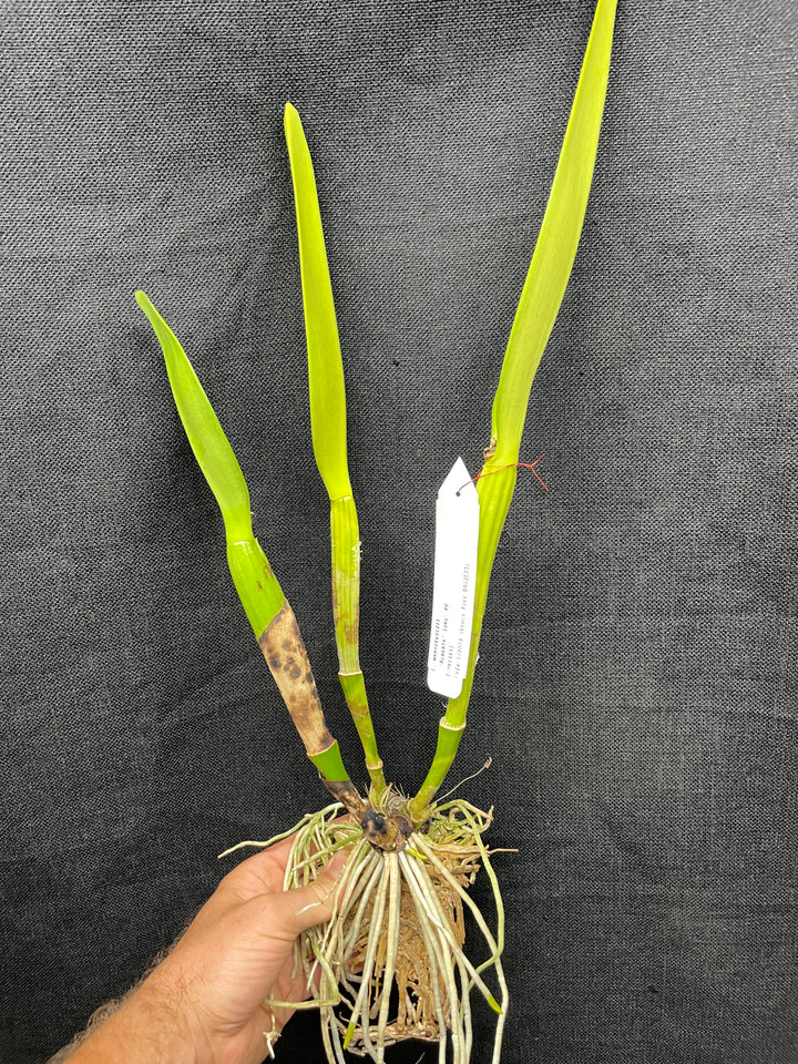 C. warscewiczii `Alberta&